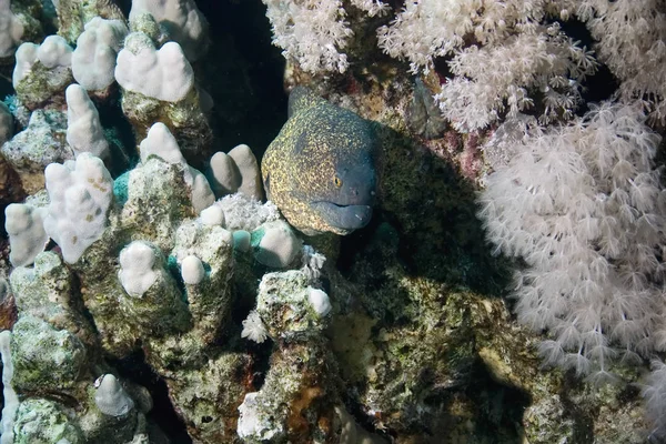 Moray Fish Moray Eel Deep Sea Water — Stock Photo, Image