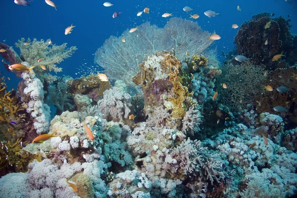 Flore Faune Aquatiques Sous Marins Coraux Poissons — Photo