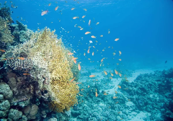 Altı Bitki Örtüsü Deniz Altı Mercan Balıklar — Stok fotoğraf