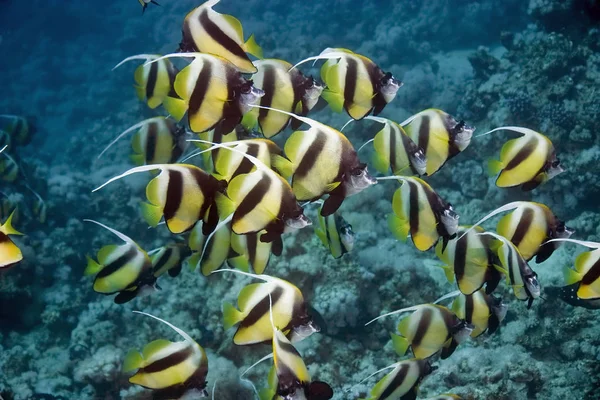 Scenic View Underwater World — Stockfoto