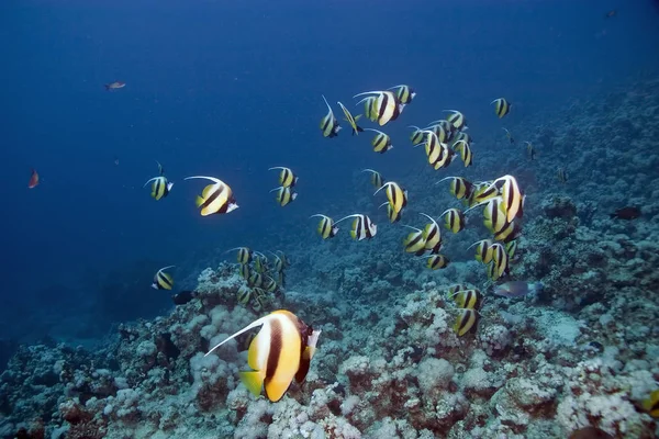 Kehidupan Laut Fauna Air Laut — Stok Foto