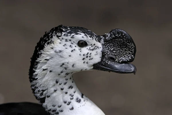 South American Knob Billed Duck — Stock Photo, Image