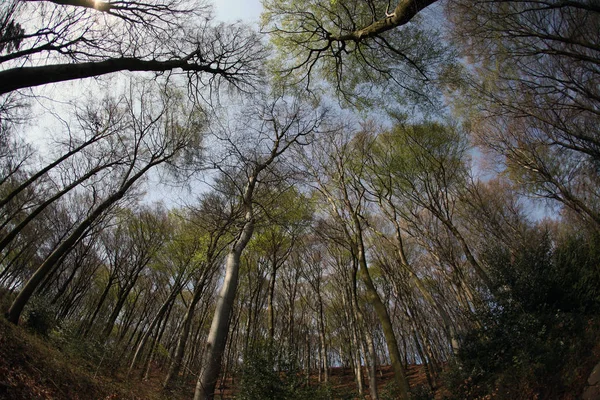Árvores Natureza Meio Ambiente Botânica — Fotografia de Stock