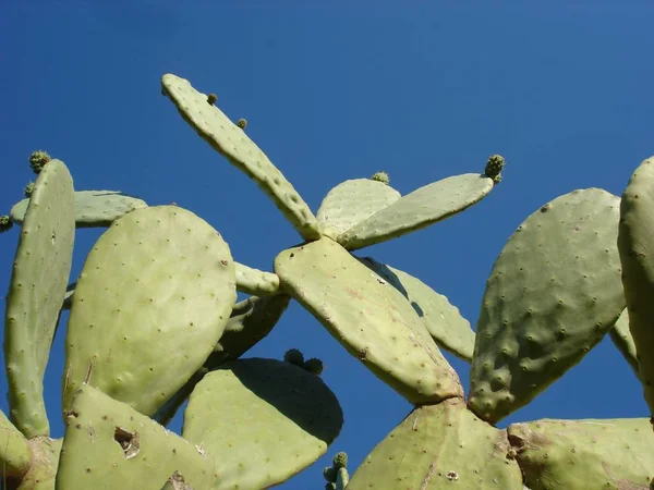 Zakład Kaktusowy Roślina Botaniczna Cierniami — Zdjęcie stockowe