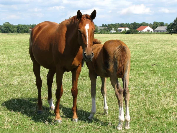 Lovak Nappal Szabadban — Stock Fotó