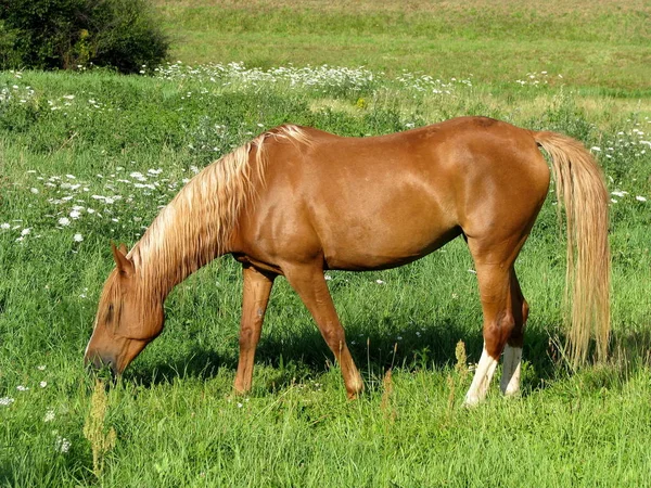 Pony Auf Der Koppel — Stockfoto