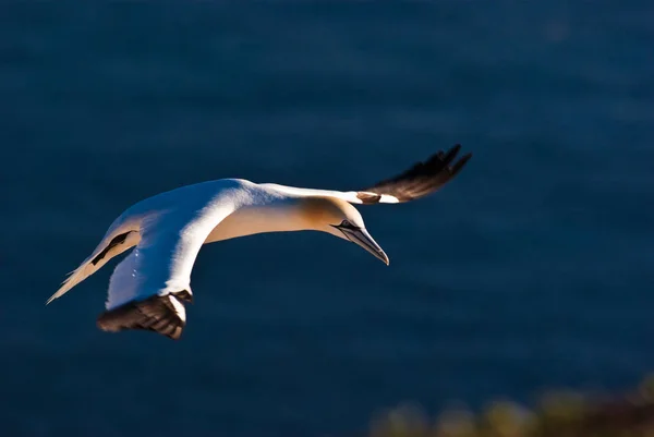 天鹅绒鸟的自然景观 — 图库照片
