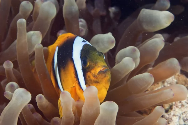 Underwater Photography Sea Life — Stock Photo, Image