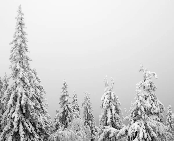 Árvores Nevadas Nevoeiro — Fotografia de Stock