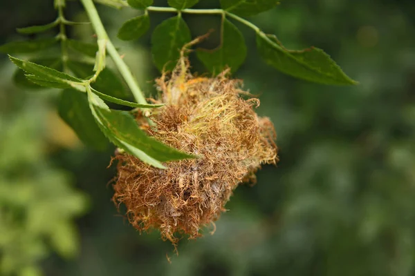 Nahaufnahme Von Schönheit Blühende Blume — Stockfoto