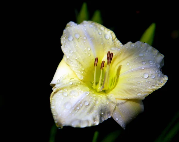 white amaryllis flower after the rain. aperture f / 2.8,bel.zeit 1 / 3200s,focal length 95mm,exposure comp. -1 ev