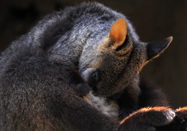 Szikla Wallaby Táskában Ellátás — Stock Fotó