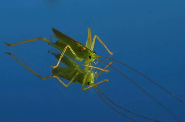 Closeup Bug Wild Nature — Stock Photo, Image