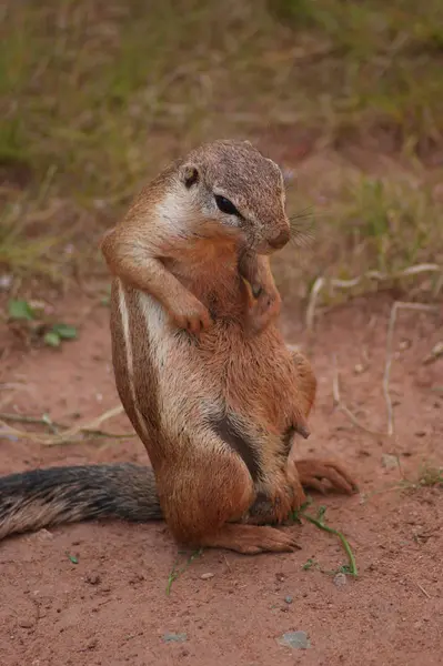 Wildlife Scene Beautiful Nature — Stock Photo, Image