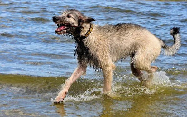 Irish Wolfhound Emil — стоковое фото