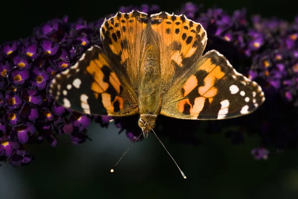 夏天在蝴蝶花丛上画的女人 — 图库照片
