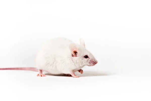 White Mouse Isolated Background — Stock Photo, Image