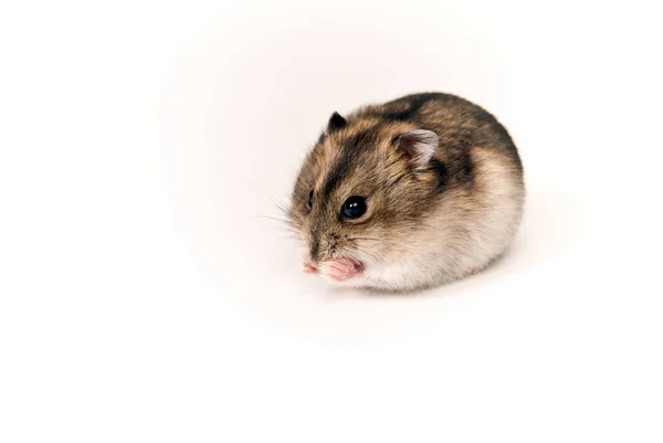 Niedliche Kleine Lustige Ratte Isoliert Auf Weißem Hintergrund — Stockfoto