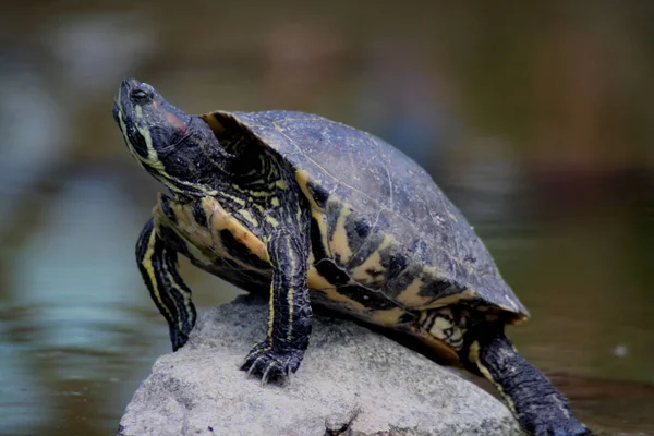 Tortuga Exótica Animal Fauna Natural —  Fotos de Stock