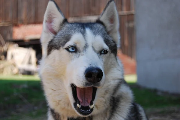 Husky Dog Háziállat — Stock Fotó