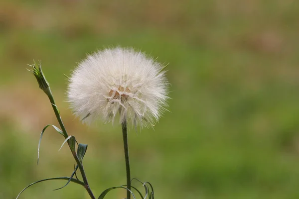 Vacker Utsikt Över Naturliga Maskros Blomma — Stockfoto