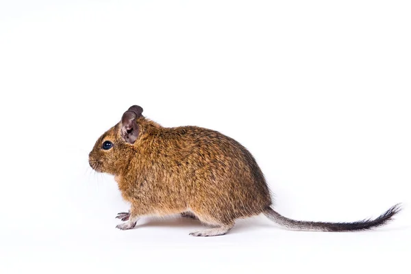 白色背景上的红松鼠 — 图库照片