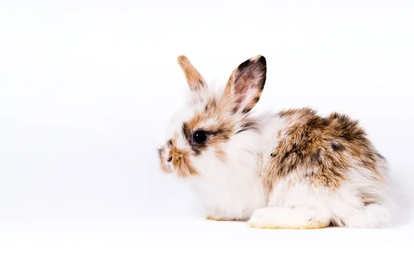 Cute Bunny Closeup Shot — Stock Photo, Image