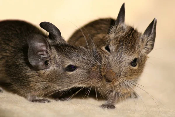 Schattig Klein Grijs Muisje — Stockfoto