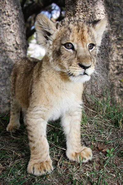 Predador Leão Gato Carnívoro Selvagem — Fotografia de Stock