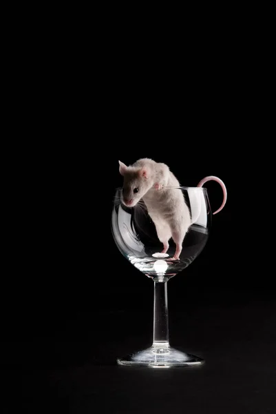 Біла Миша Склі — стокове фото