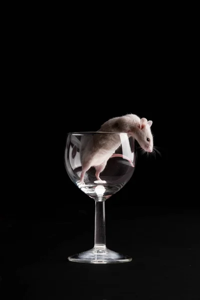 Rat Sur Fond Noir — Photo