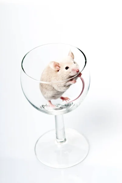 Біла Миша Склі — стокове фото