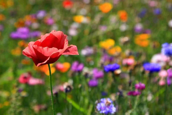 Zbliżenie Pięknej Łąki Kwiatowej — Zdjęcie stockowe