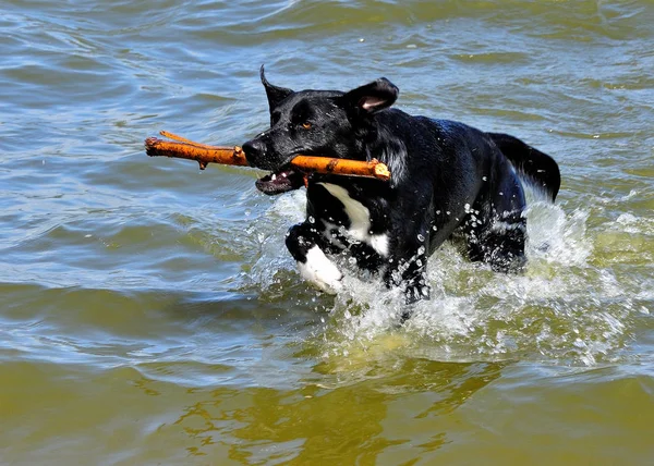 Ritratto Cane Carino — Foto Stock