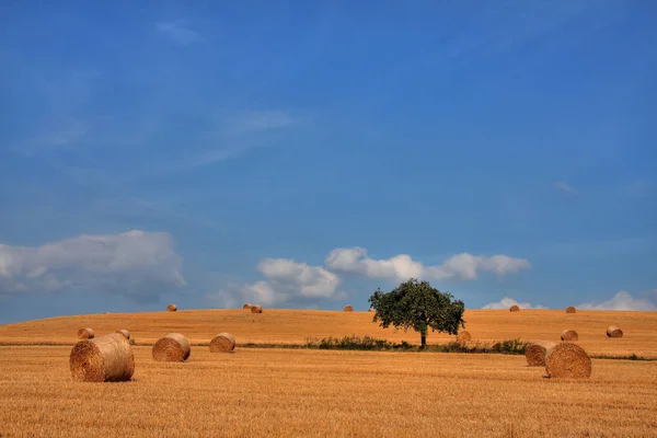 Vista Campo Milho Conceito Agricultura — Fotografia de Stock