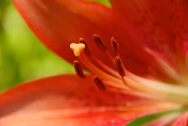 花の美しさのクローズアップ — ストック写真