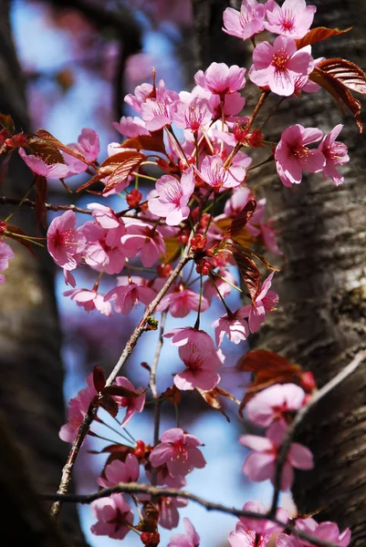 Flores Cereja Flores Árvore — Fotografia de Stock