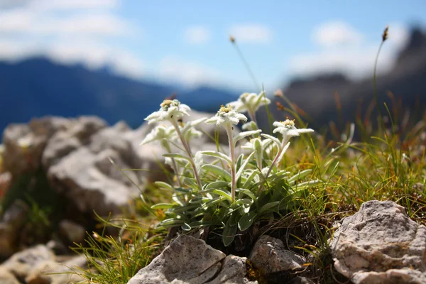 Білий Едельвейс Пелюстки Диких Квітів — стокове фото