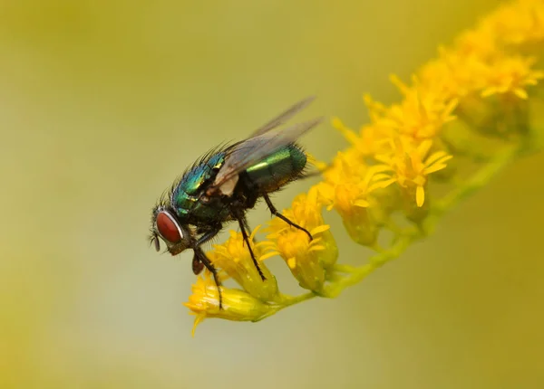 Mouche Sur Solidago Gigantea — Photo