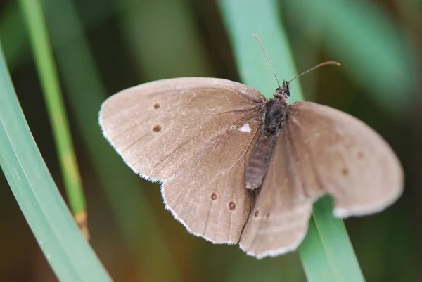 Widok Bliska Piękny Kolorowy Motyl — Zdjęcie stockowe