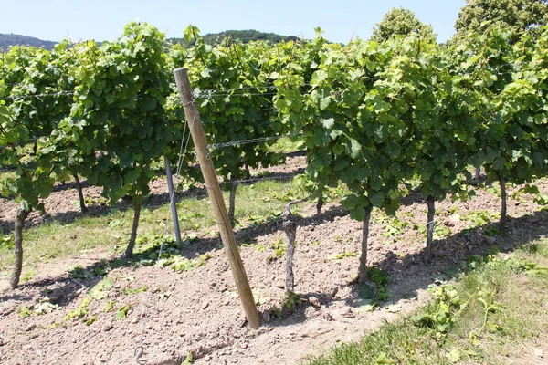 Paisagem Videiras Cultivo Videira Vinho — Fotografia de Stock