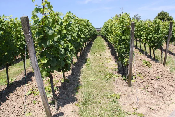 Paisagem Videiras Cultivo Videira Vinho — Fotografia de Stock