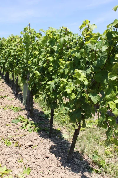 Paisagem Videiras Cultivo Videira Vinho — Fotografia de Stock