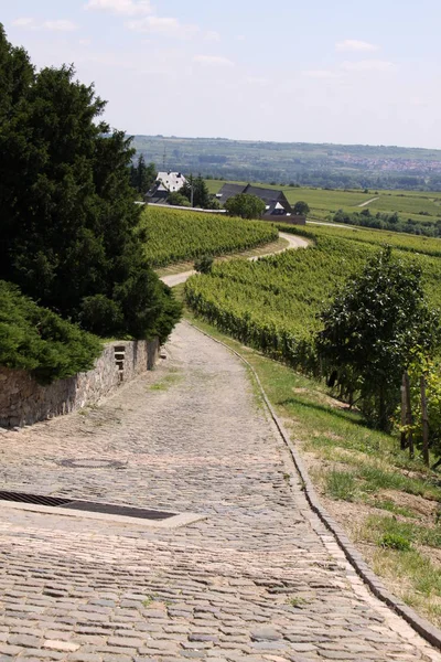 Walkway Wine Growing Area — Stock Photo, Image