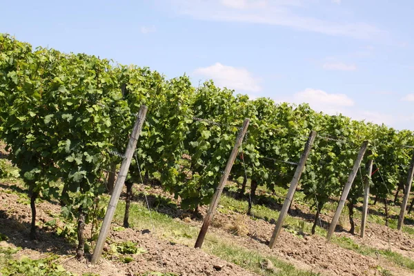 Beautiful Grapevines Close — Stock Photo, Image