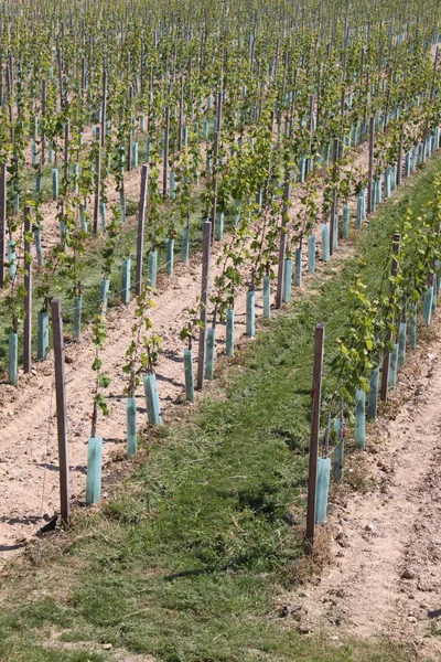Üzüm Bahçeleri Şarap Üzümü Yetiştirme — Stok fotoğraf