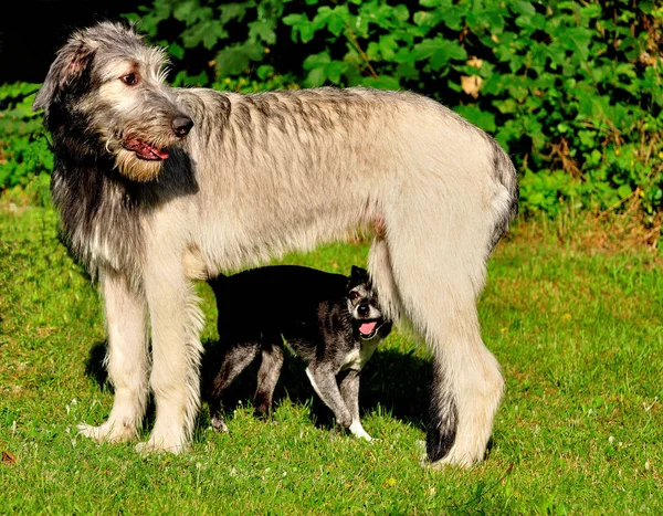 Irish Wolfhound Emil — Stock Photo, Image