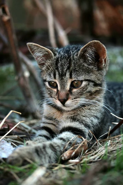 Şirin Bir Kedinin Portresi — Stok fotoğraf