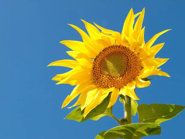 Belleza Planta Flor Durante Día —  Fotos de Stock