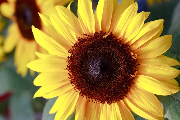 Tournesol Vue Rapprochée — Photo